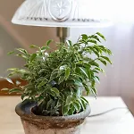 شقة Bohnapartments Bauhaus - Absolutes Zentrum - Terrasse - Vollausstattung - Wlan فايمر